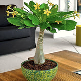 Хавайска палма Brighamia Insignis- 20-30 см