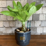 Хавайска палма Brighamia Insignis- 20-30 см