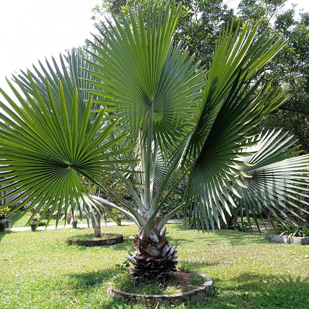 Palmier Washingtonia Robusta - 130 cm