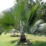 Palmier Washingtonia Robusta - 130 cm