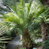 Palmier de Vin (Jubaea Chilensis)