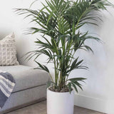 Palmier Kentia (Howea Forsteriana) - 100 cm