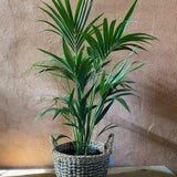 Palmier Kentia (Howea Forsteriana) - 100 cm