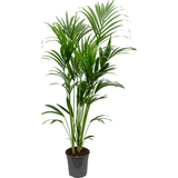 Palmier Kentia (Howea Forsteriana) - 160 cm