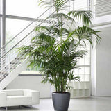 Palmier Kentia (Howea Forsteriana) - 160 cm