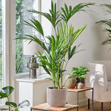 Палма Кентия (Howea Forsteriana) - 80 см