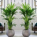 Палма Kentia (Howea Forsteriana), 100 см – елегантна стайна палма, пречистваща въздуха