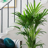 Palmier Kentia (Howea Forsteriana) - 80 cm
