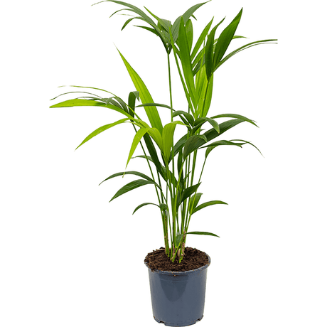 Палма Кентия (Howea Forsteriana) - 80 см