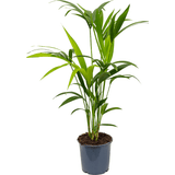 Palmier Kentia (Howea Forsteriana) - 80 cm