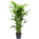 Palmier Kentia (Howea Forsteriana) - 190 cm