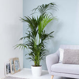 Palmier Kentia (Howea) Extra - 200 cm