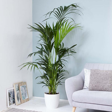 Palmier Kentia (Howea) Extra - 200 cm