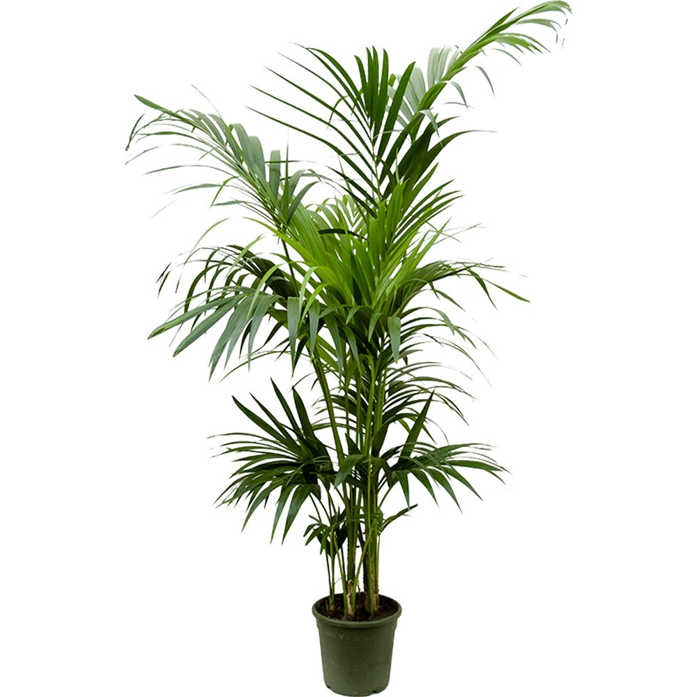 Palmier Kentia (Howea) Extra - 200 cm