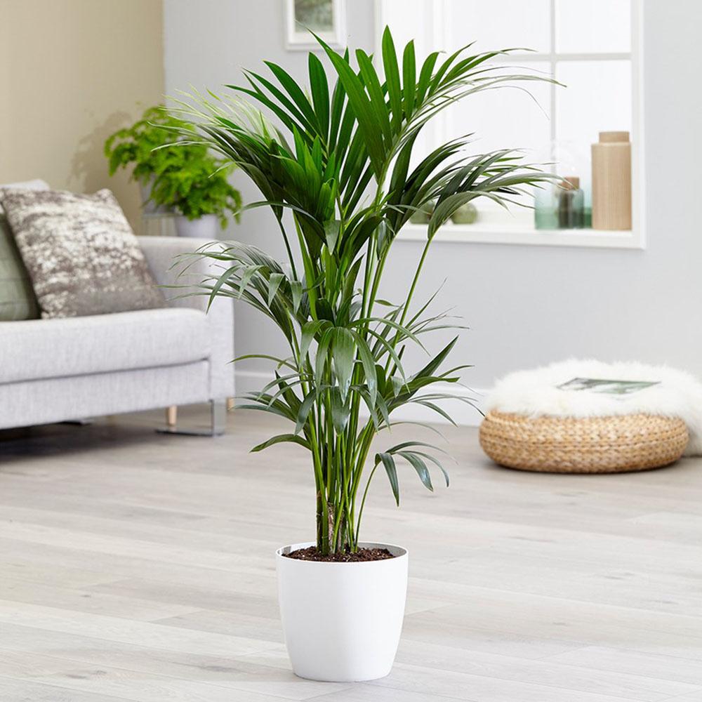 Палма Кентия (Howea Forsteriana), 200 см, елегантно стайно растение, пречиства въздуха, лесна за отглеждане