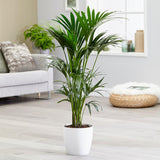 Палма Кентия (Howea Forsteriana), 200 см, елегантно стайно растение, пречиства въздуха, лесна за отглеждане