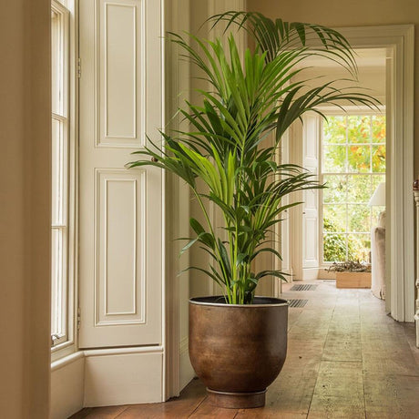 Palmier Kentia (Howea Forsteriana) - 140 cm