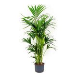 Palmier Kentia (Howea Forsteriana) - 140 cm