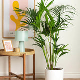 Palmier Kentia (Howea Forsteriana) - 80 cm