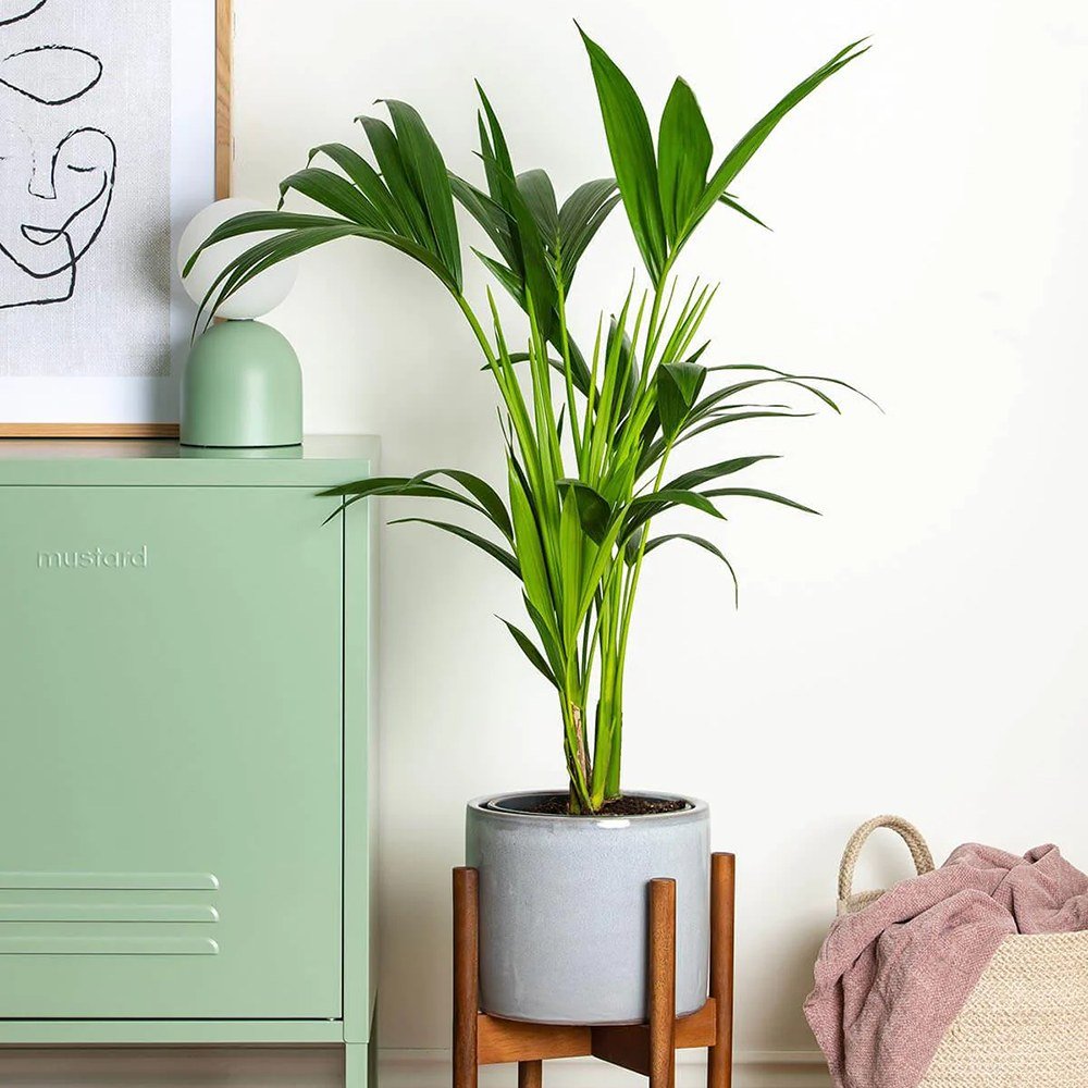 Palmier Kentia (Howea Forsteriana) - 190 cm