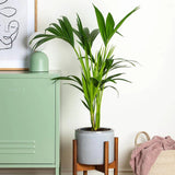 Palmier Kentia (Howea Forsteriana) - 190 cm