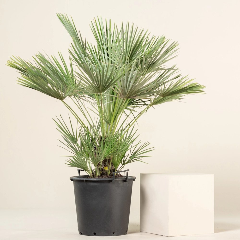 Palmier Mediteraneean Pitic