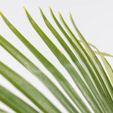 Палма ветрилна Trachycarpus Fortunei 140-160 см