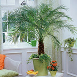 Palmier Curmal Pitic de apartament (Phoenix Roebelenii)