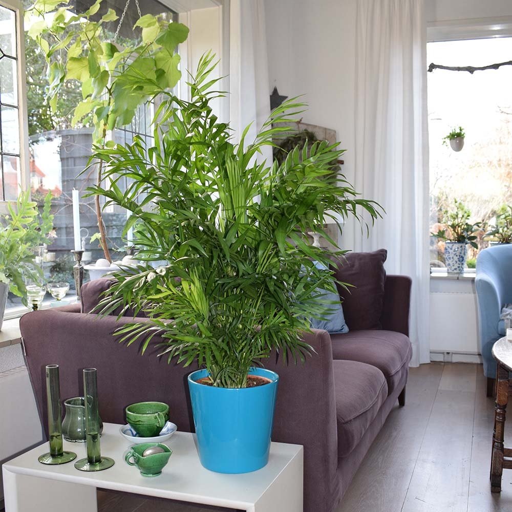 Palmier Pitic (Chamaedorea Elegans) - 40-50 cm