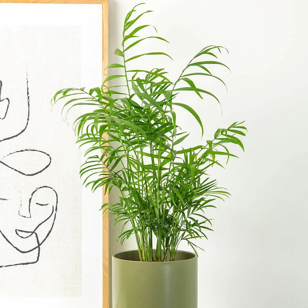 Palmier Pitic (Chamaedorea Elegans) - 40-50 cm