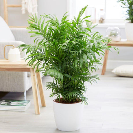Джудже палма (Chamaedorea Elegans), стайно растение, пречиства въздуха, лесна поддръжка - 50 см