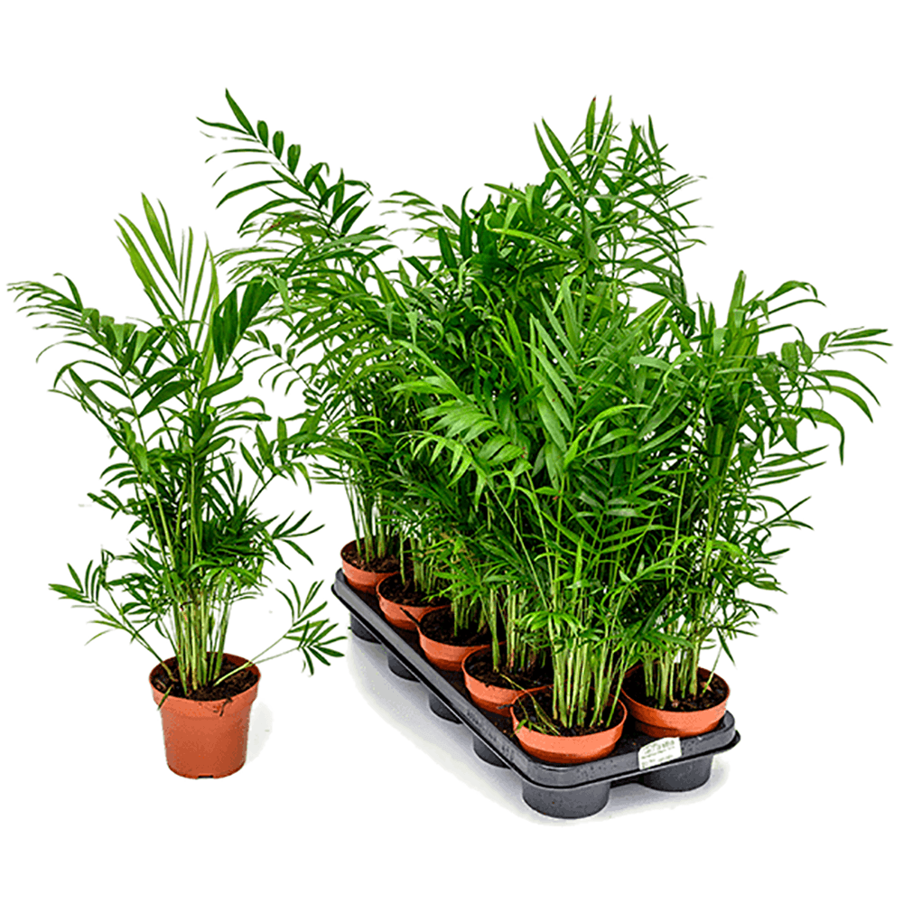 Палма джудже (Chamaedorea Elegans) - 40-50 см
