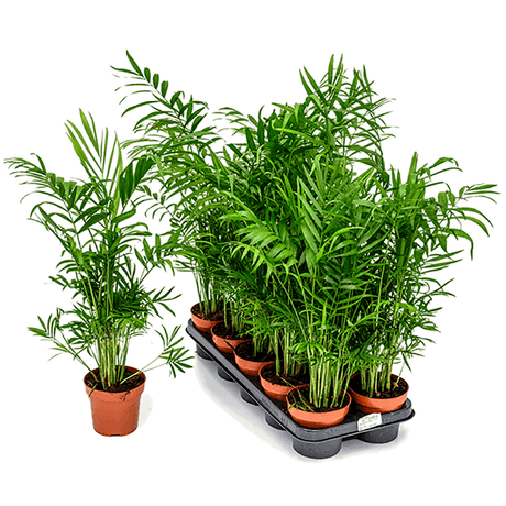 Палма джудже (Chamaedorea Elegans) - 40-50 см
