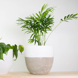 Джудже палма (Chamaedorea Elegans), стайно растение, пречиства въздуха, лесна поддръжка - 50 см