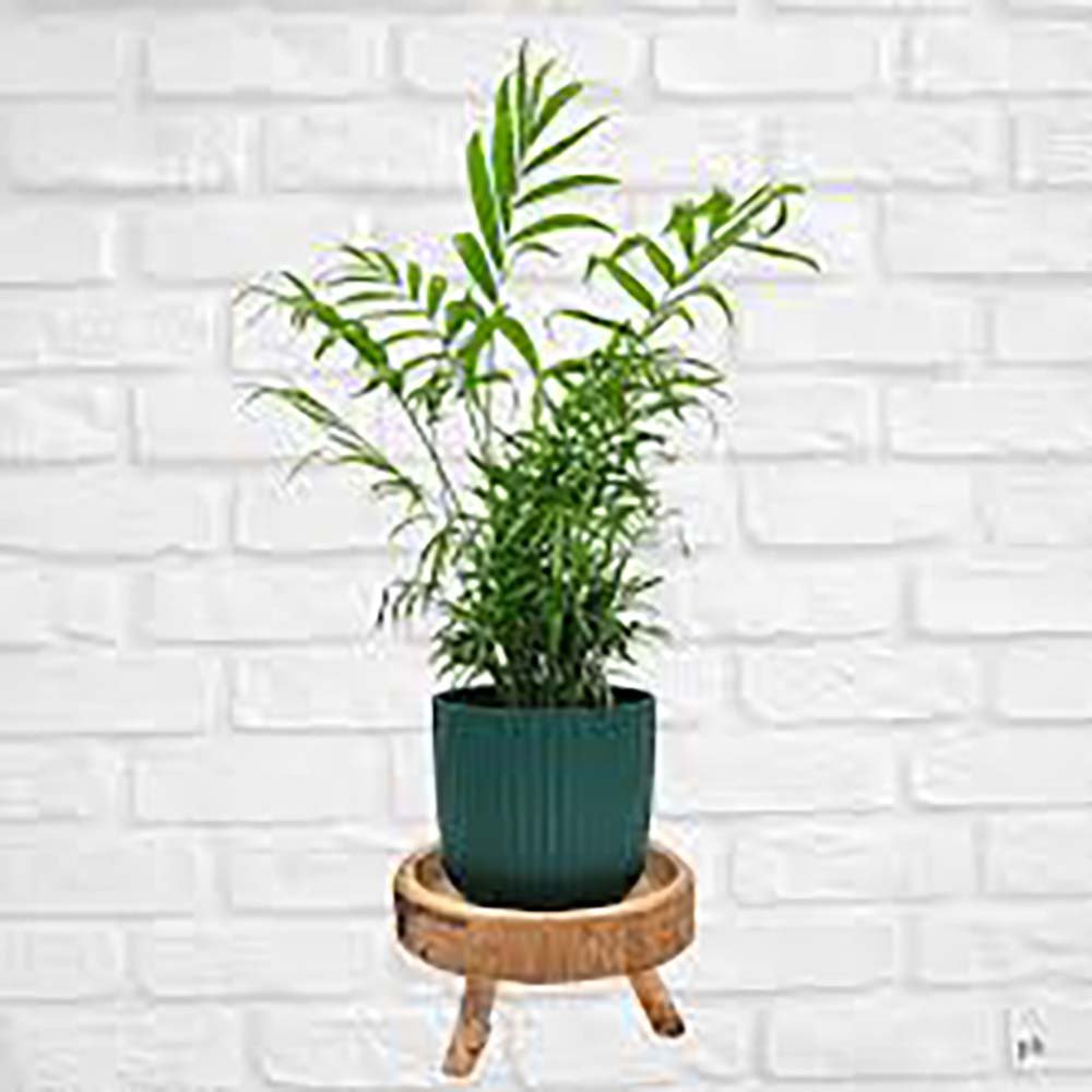 Palmier Pitic (Chamaedorea Elegans) - 55 cm