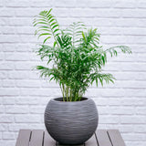 Palmier Pitic (Chamaedorea Elegans) - 55 cm