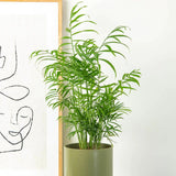 Palmier Pitic (Chamaedorea Elegans) - 65 cm