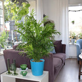 Palmier Pitic (Chamaedorea Elegans) - 65 cm