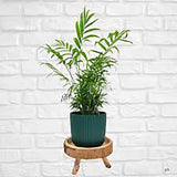 Палма джудже (Chamaedorea Elegans) - 65см
