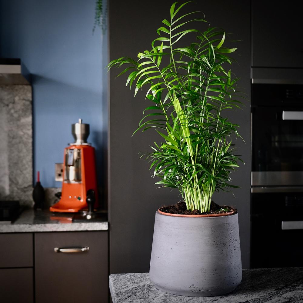 Палма джудже (Chamaedorea Elegans) - 65см