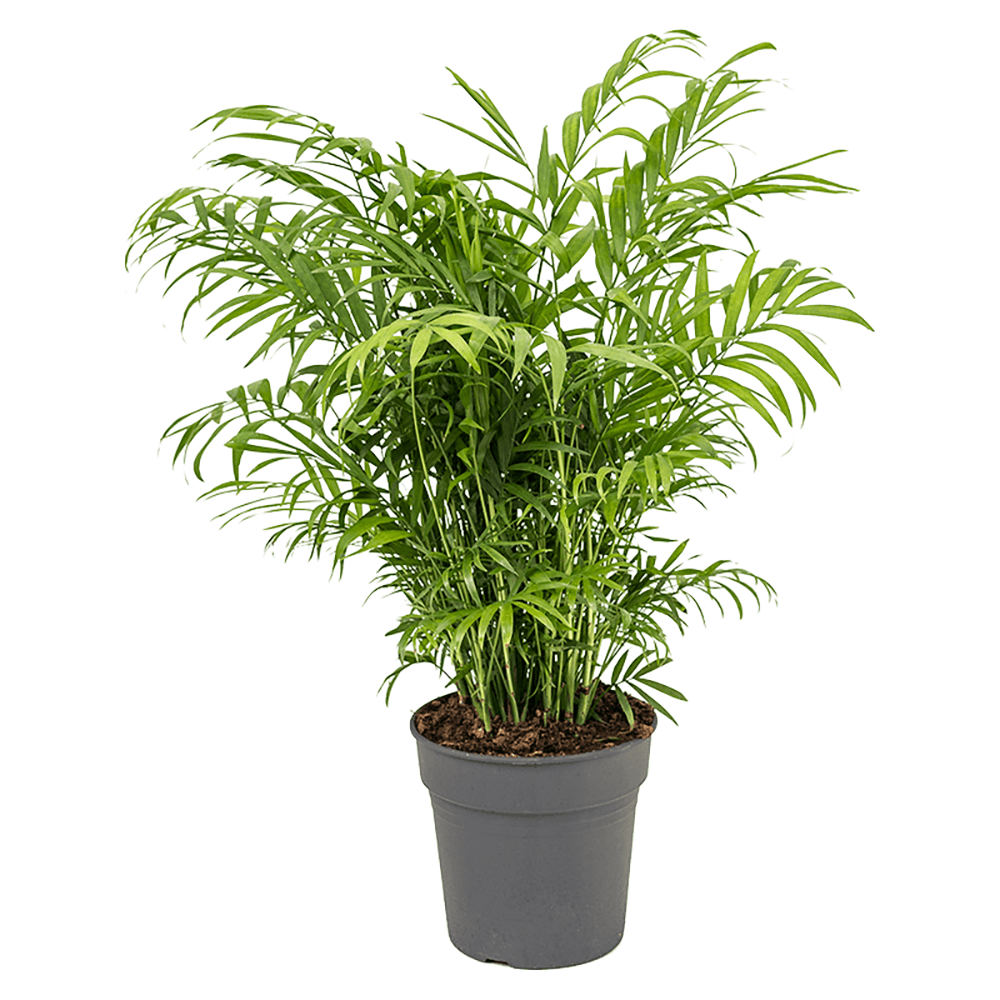 Палма джудже (Chamaedorea Elegans) - 65см
