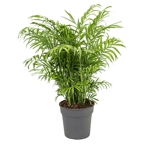 Palmier Pitic (Chamaedorea Elegans) - 65 cm
