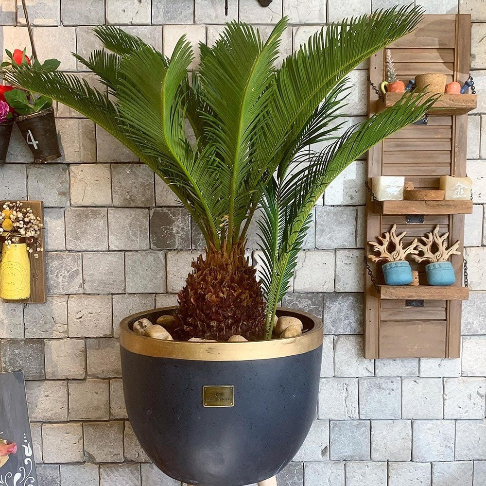 Palmier Sagotier Japonez Cycas Revoluta - 100 cm