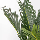 Palmier Sagotier Japonez Cycas Revoluta - 100 cm