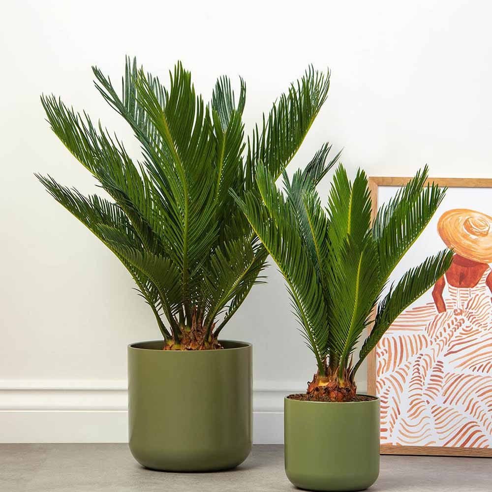 Японска сагова палма Cycas Revoluta - 70 см