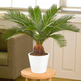 Palmier Sagotier Japonez Cycas Revoluta - 70 cm