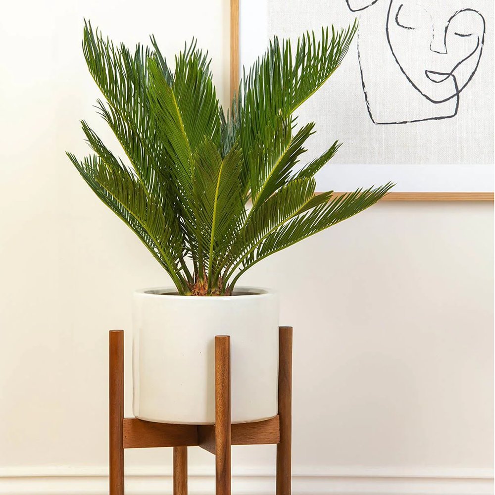 Японска сагова палма Cycas Revoluta - 70 см