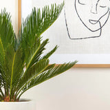 Японска сагова палма Cycas Revoluta - 70 см