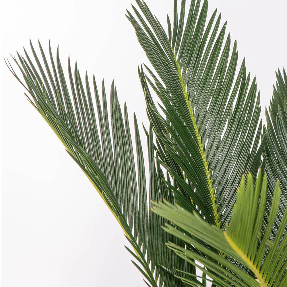 Японска сагова палма Cycas Revoluta - 80 см