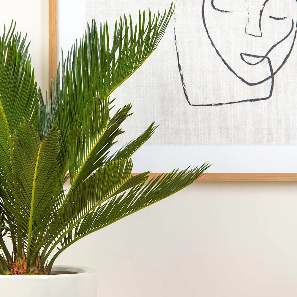 Японска сагова палма Cycas Revoluta - 80 см